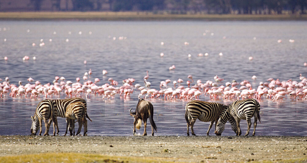 Safari Kenia