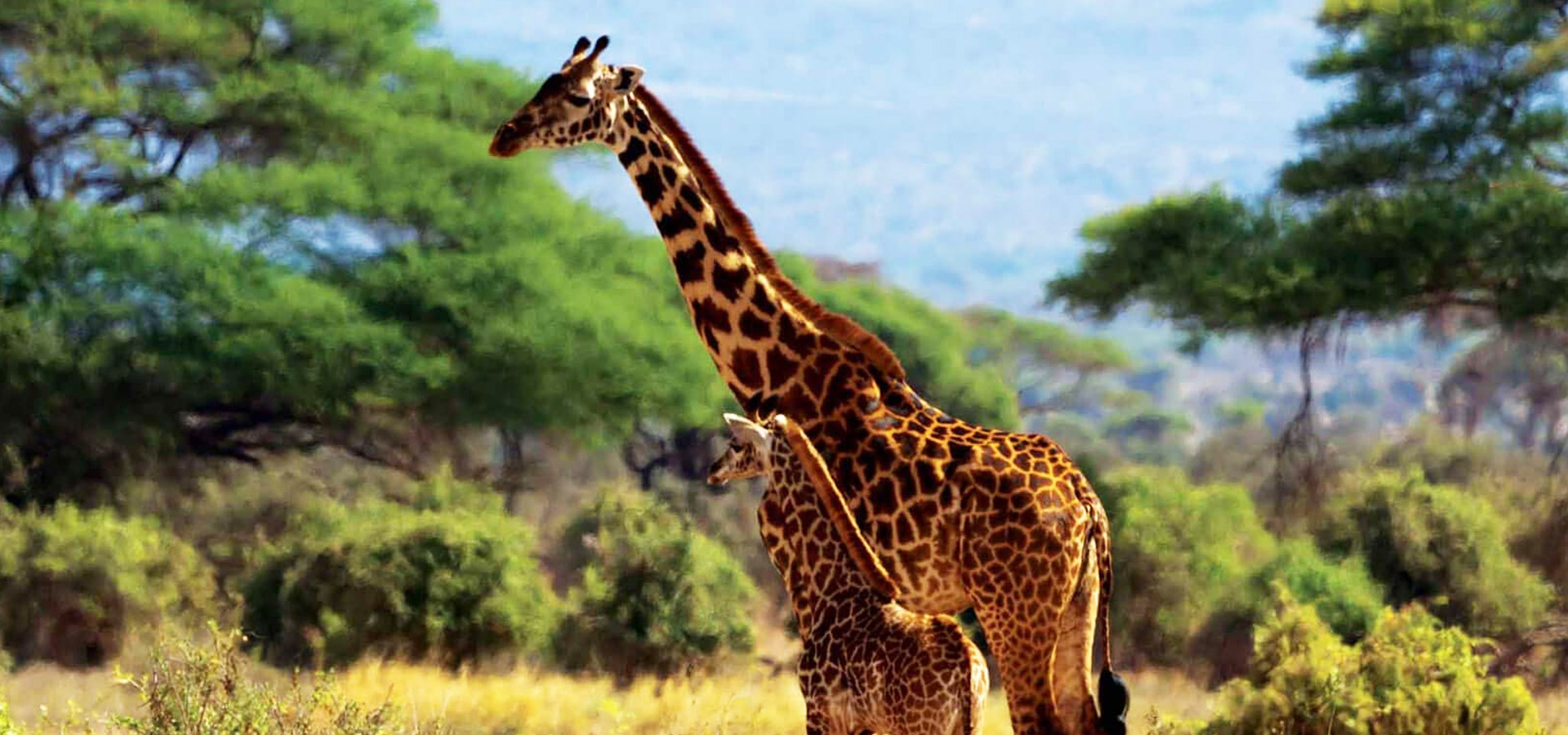 10 dagen - Zuid-Kenia safari en strand