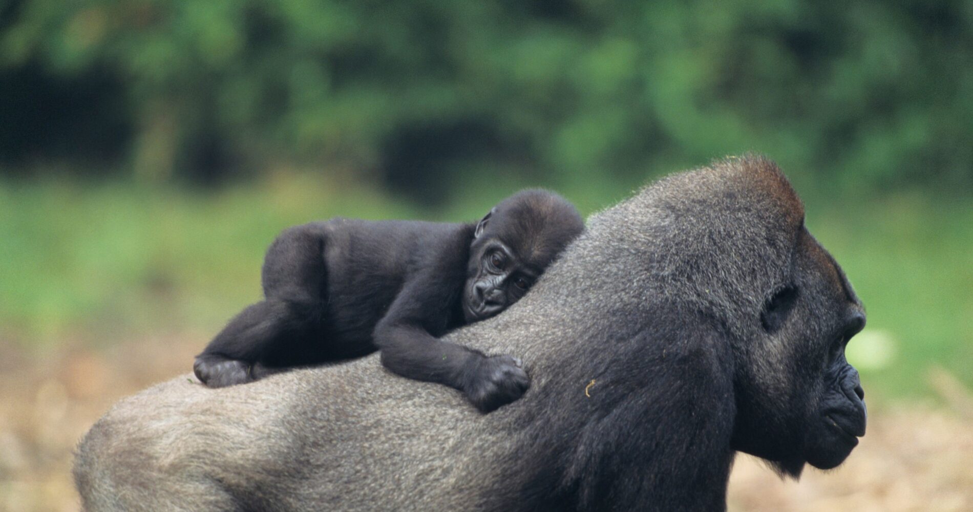 6 dagen op avontuur - Wildlife safari & Gorilla trekking