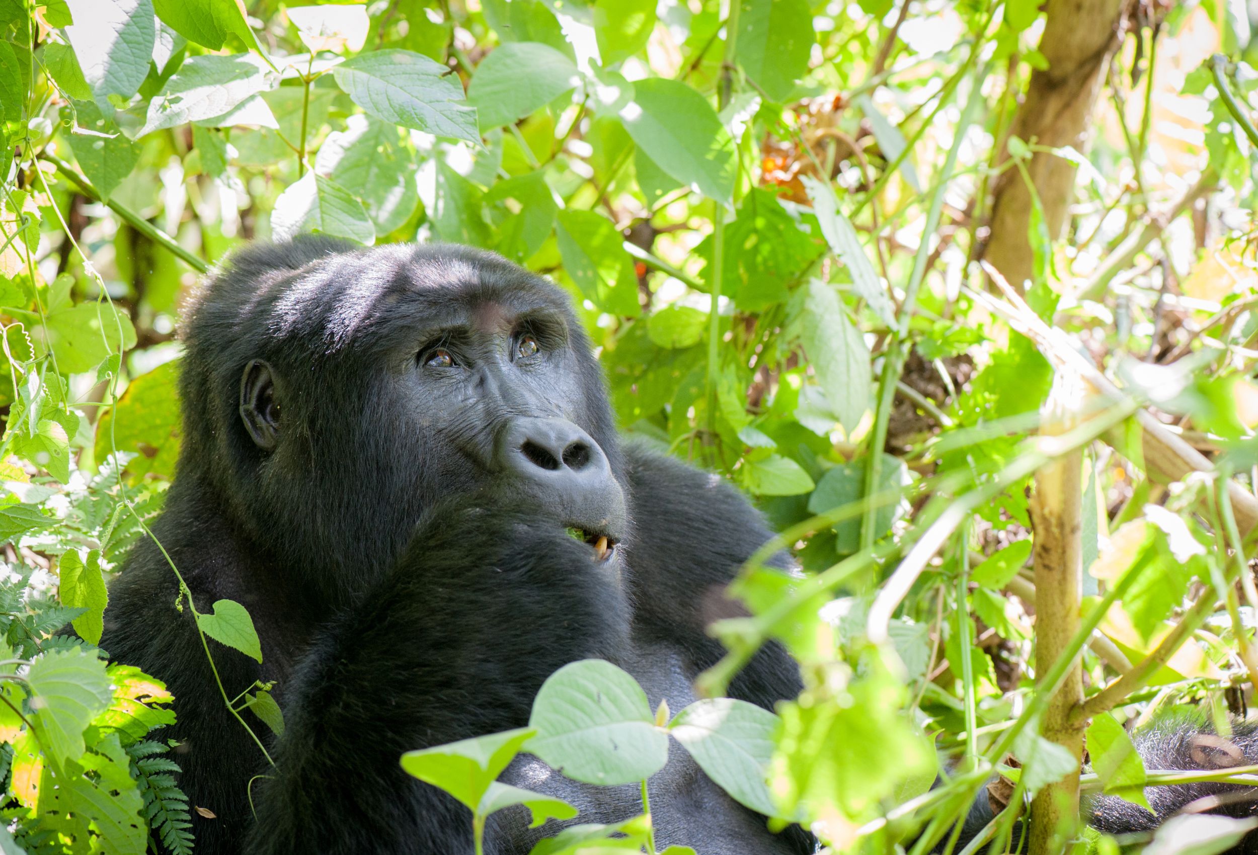 5 dagen Oeganda: Gorilla’s in overvloed