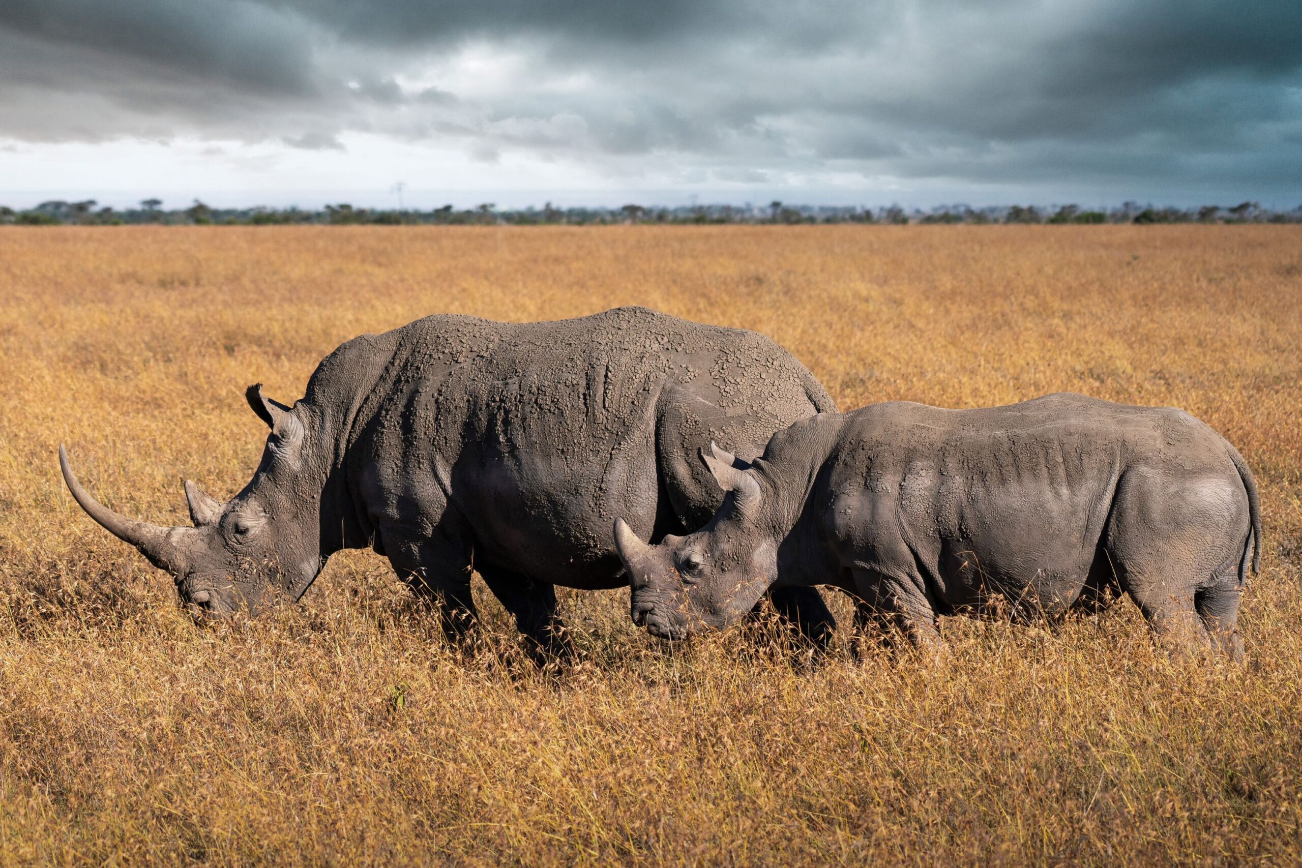 8 Dagen safari - De Big Five Special