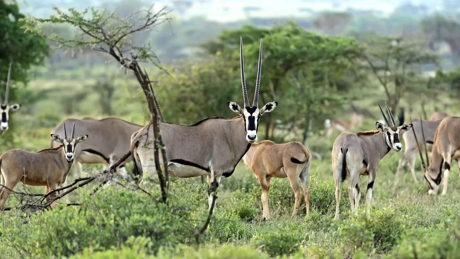 6 dagen Kenia: Samburu en meer