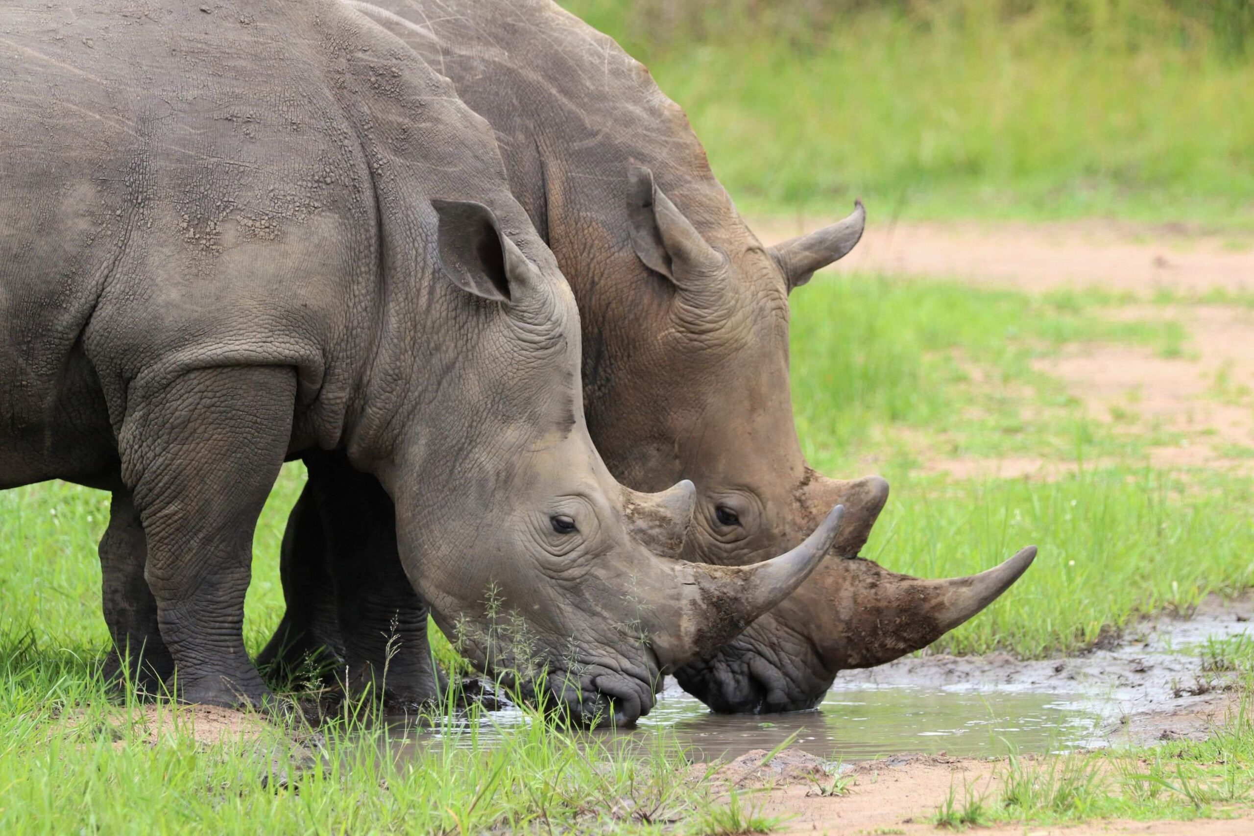 Neushoorn trekking bij het Ziwa Rhino Sanctuary