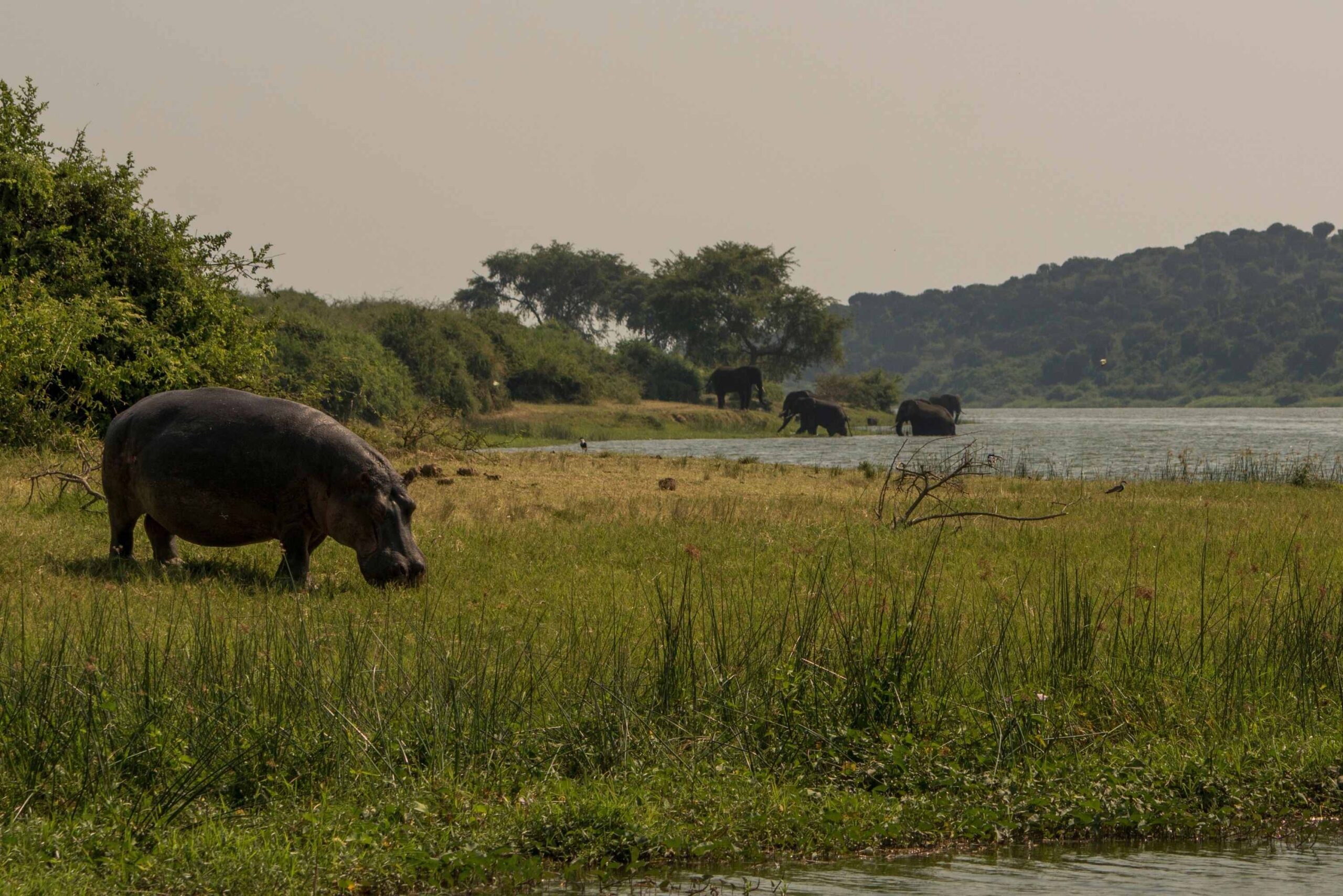 Bootsafari in Queen Elizabeth National Park