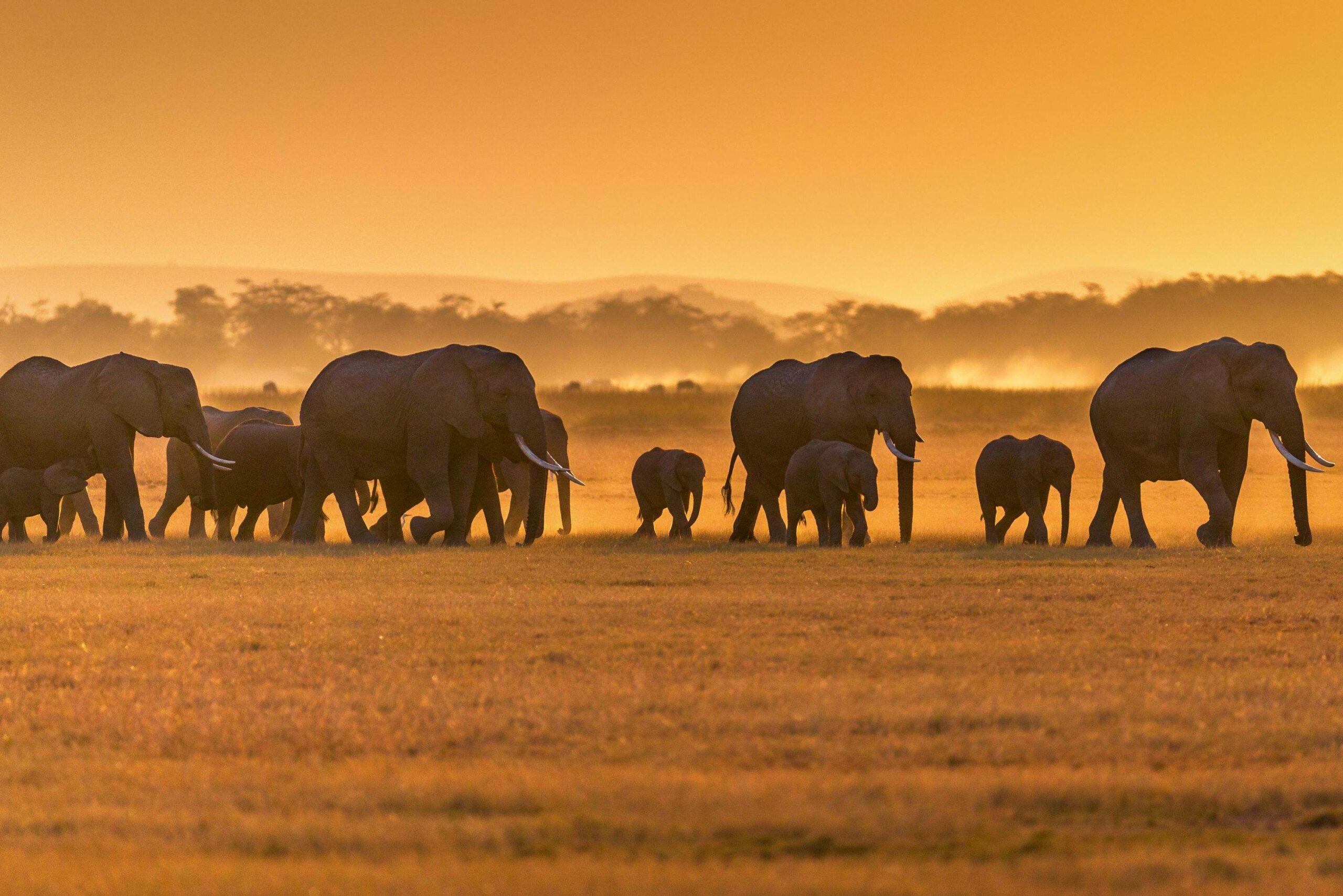 Sundowner bij Tulia Amboseli