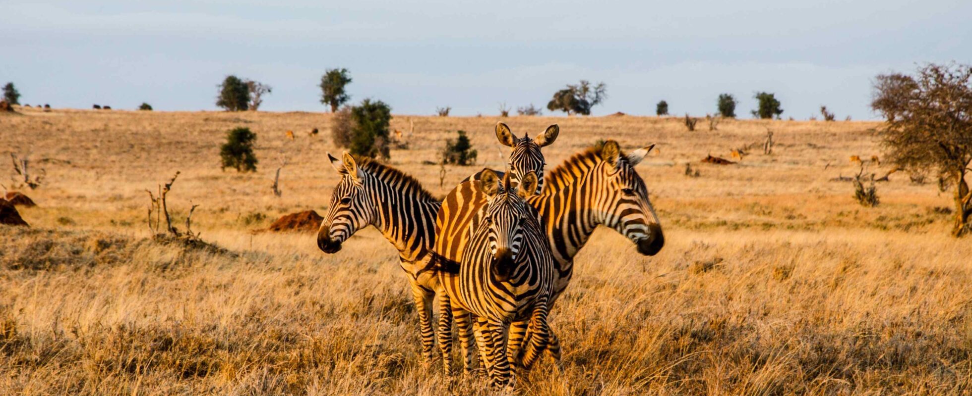 Vier zebra’s die in een cirkel staan tijdens het gouden uur in Tsavo West National Park, Kenia