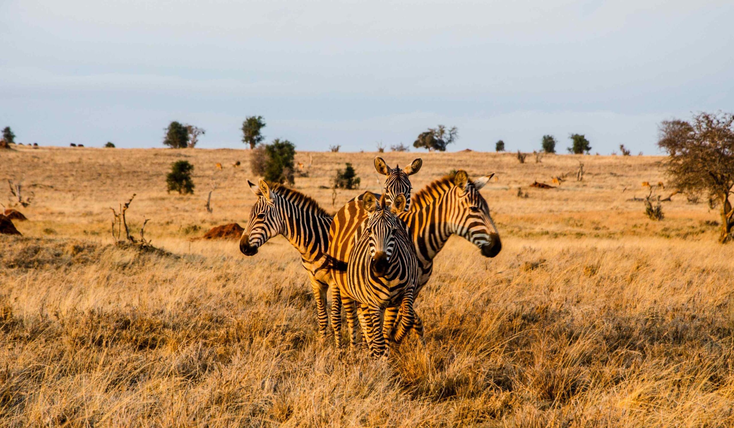 11 dagen Kenia: wildlife & strand - Van dieren tot paradijselijk strand