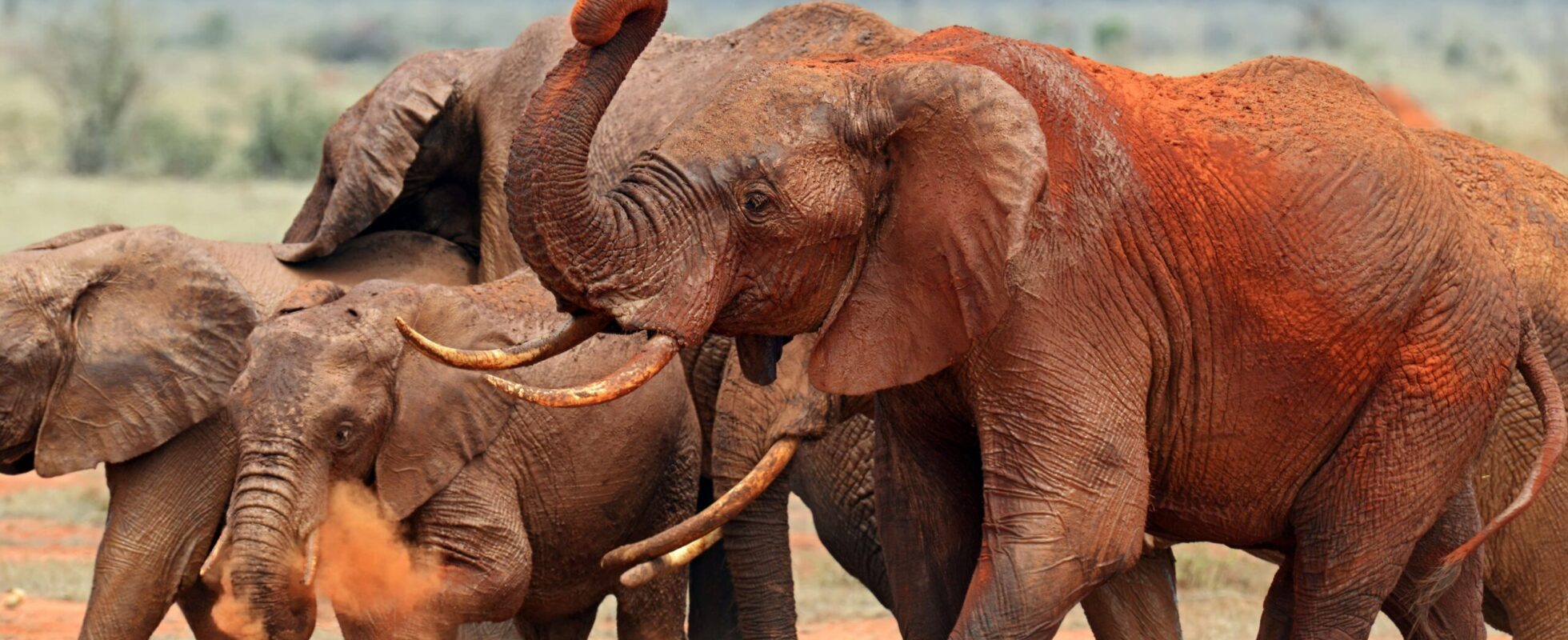 Een kudde olifanten bedekt met rood stof in Tsavo East National Park, Kenia