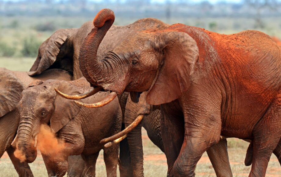 Een kudde olifanten bedekt met rood stof in Tsavo East National Park, Kenia