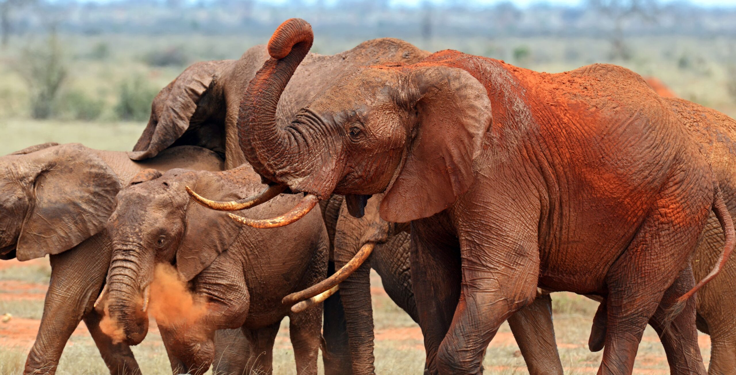 9 dagen Kenia: safari & strand - Safariwonderen & strandontspanning