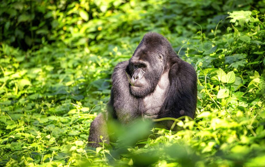 Silverbackgorilla zittend in een groene omgeving in Bwindi