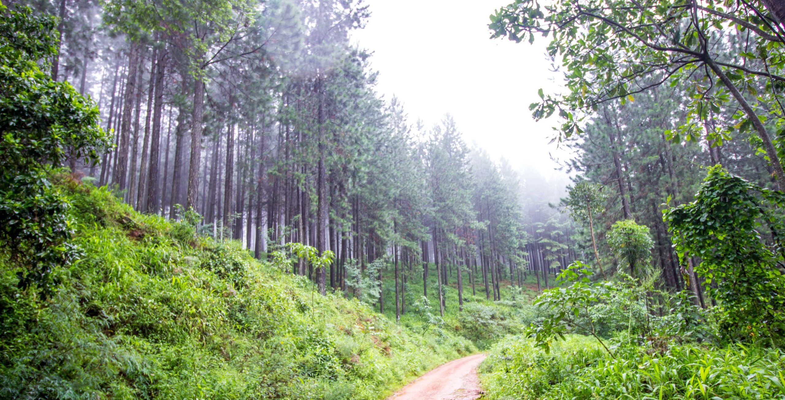 Rit van Waterberg naar Magoebaskloof