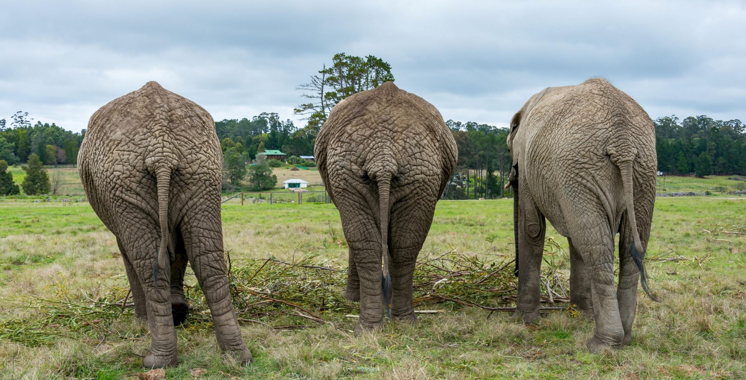 Ontmoet de olifanten van Knysna Elephant Park