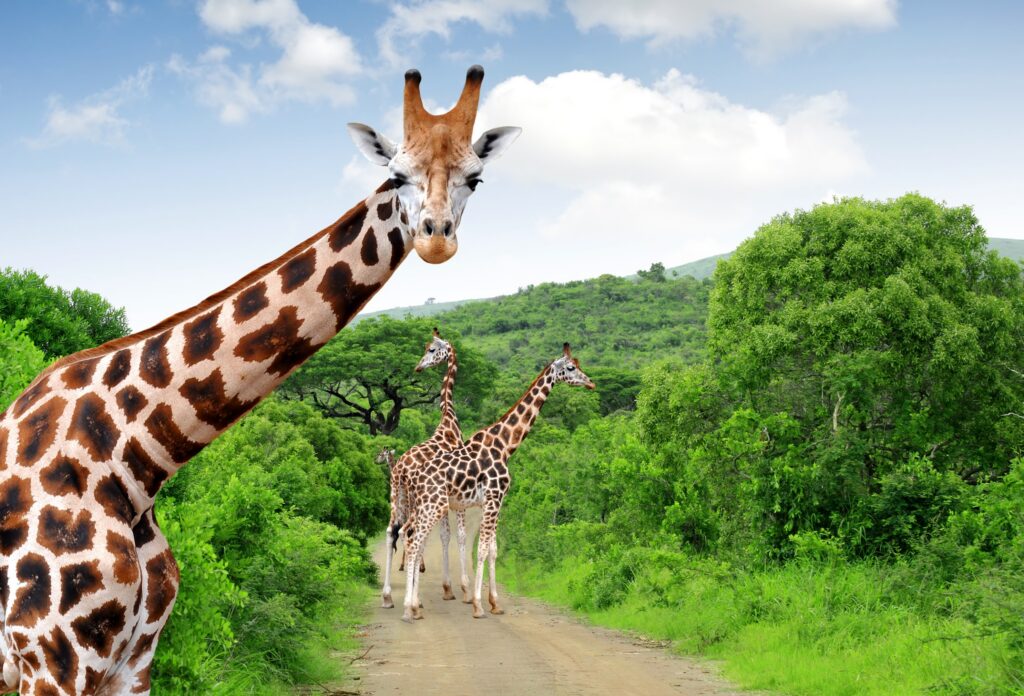 Drie giraffen op een weg tussen het groen