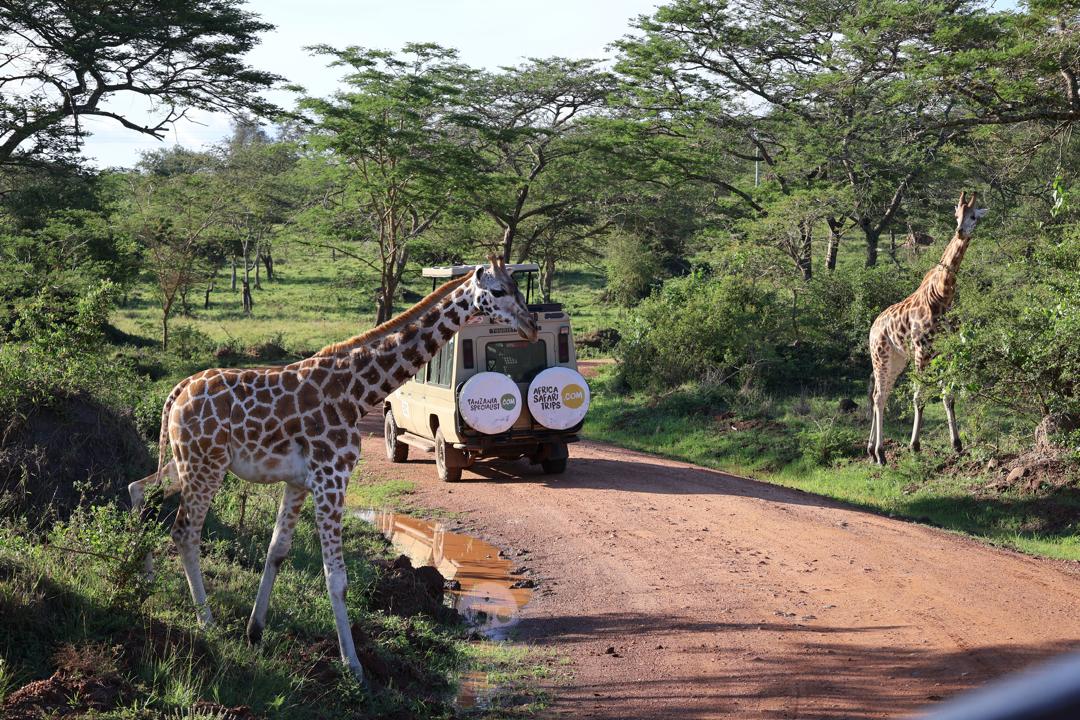 Jeep safari in Lake Mburo National Park