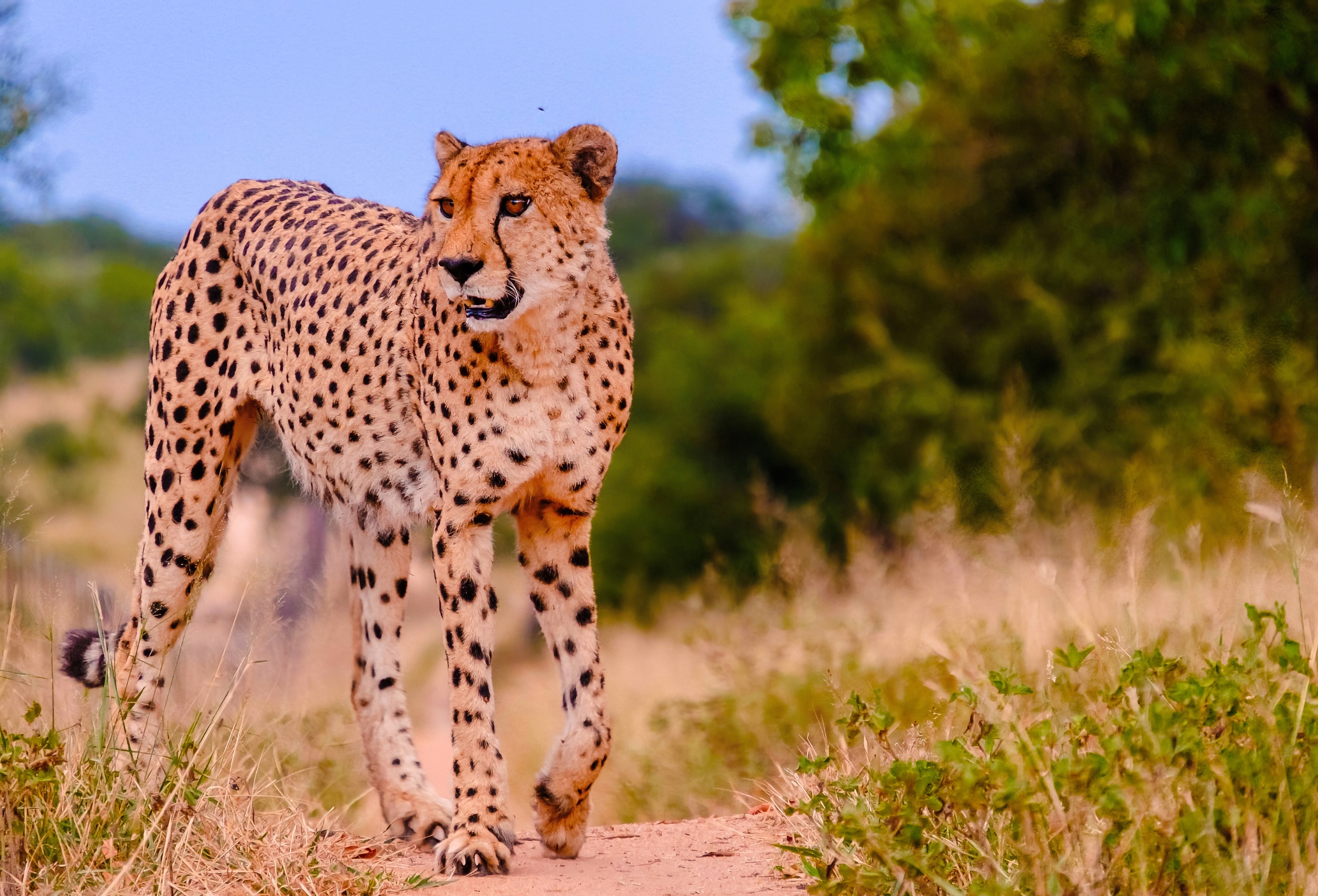 South Africa_Images for Landing Pages - South Africa_Kruger National Park_Leopard