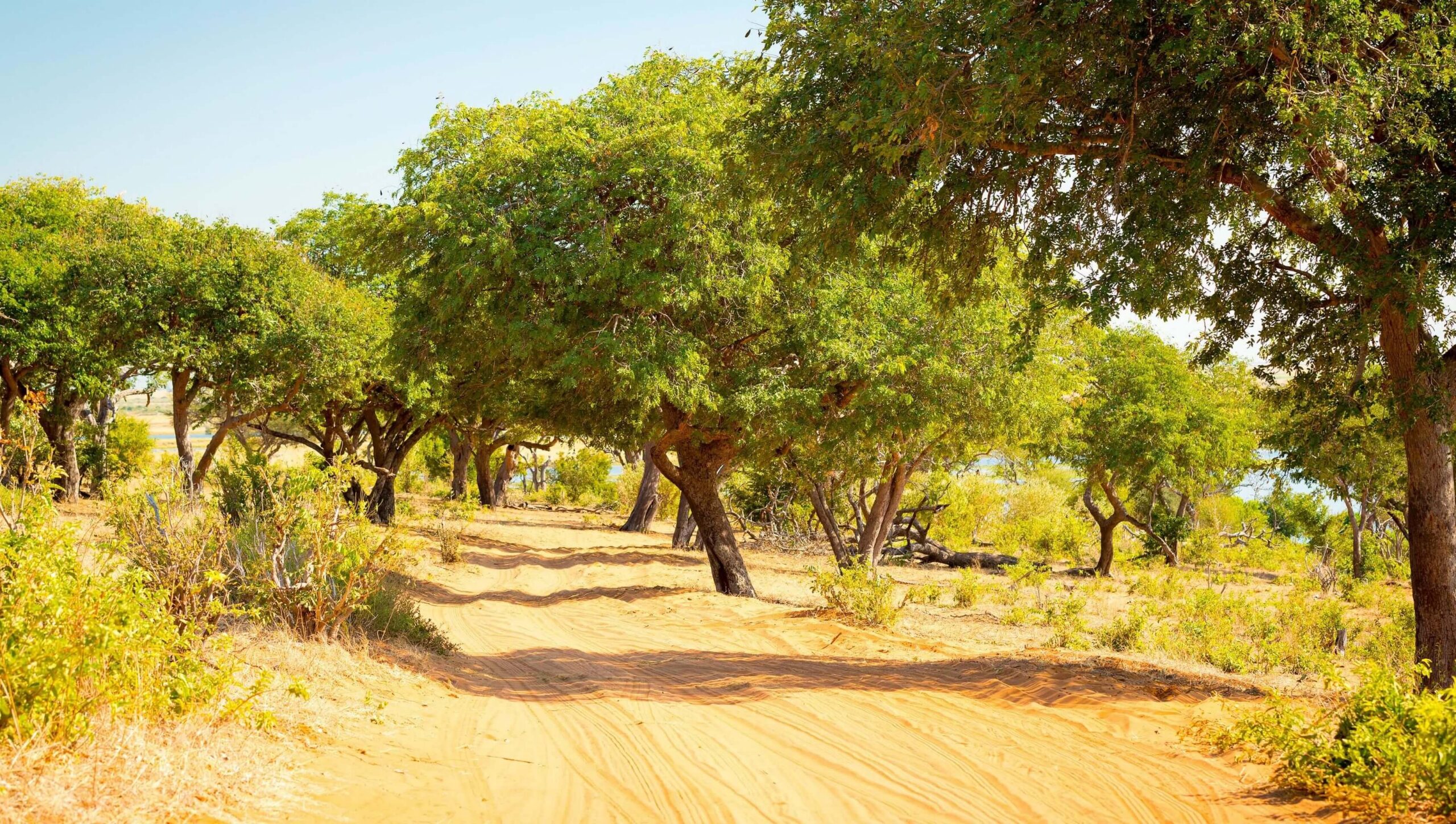 Drive from Chobe Riverfront to Savuti Marsh