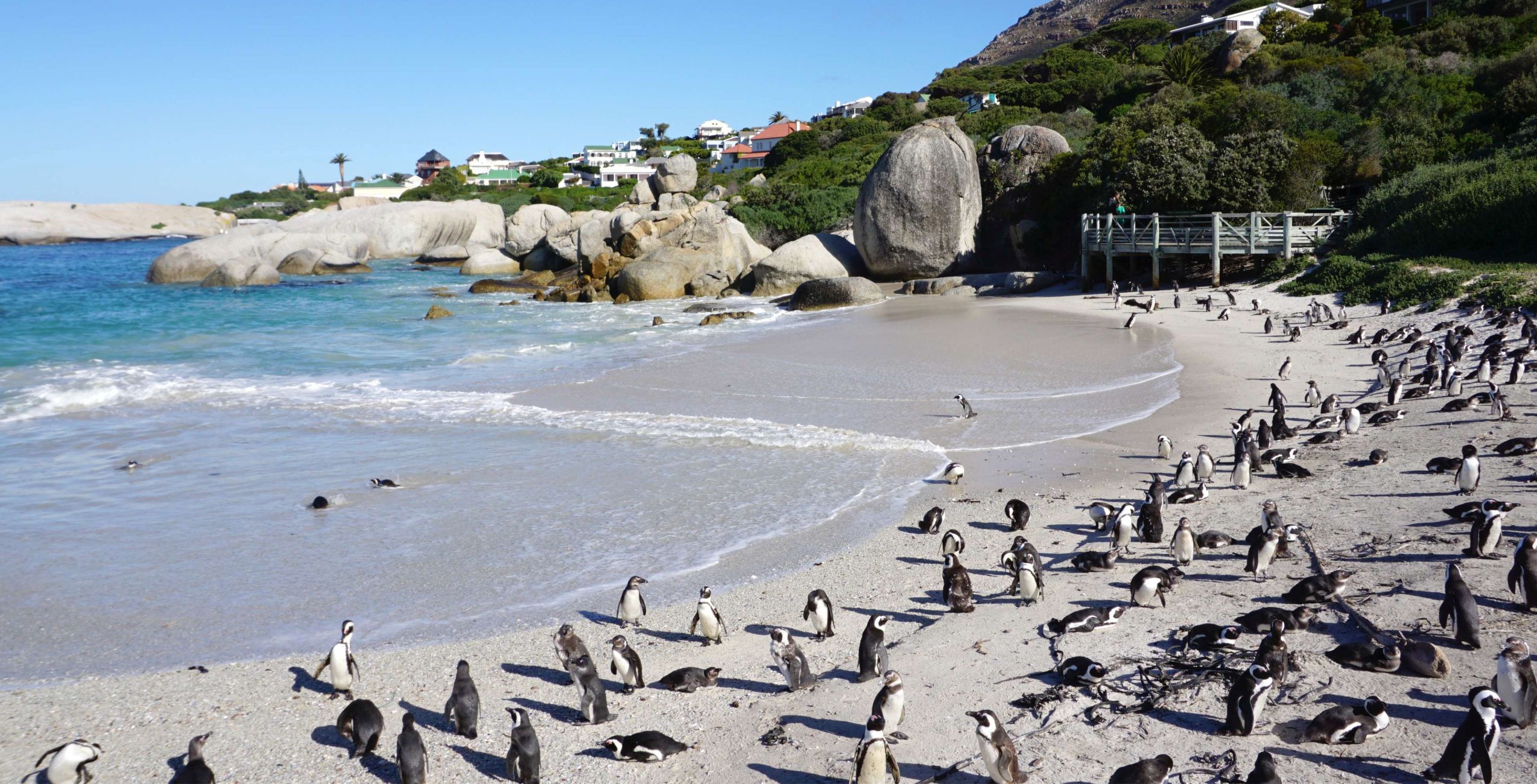 Bezoek de Afrikaanse pinguïnkolonie op Boulders Beach (ter plaatse betalen)