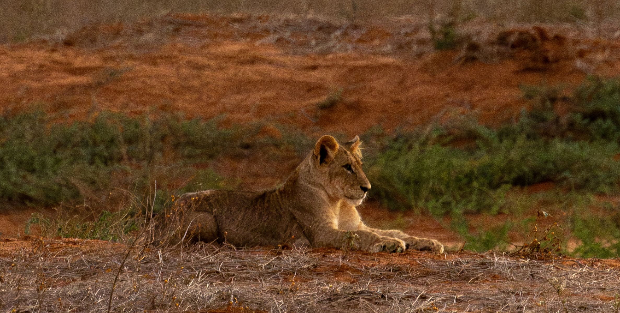 Safari in Ngutuni Wildlife Conservancy