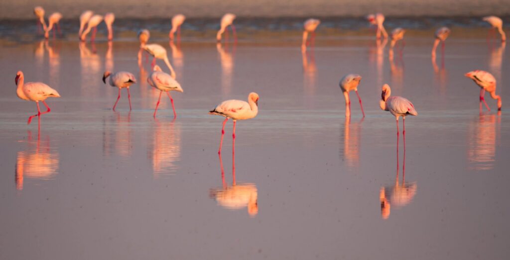Flamingos at Boteti River in Makgadikgadi Pans in Botswana