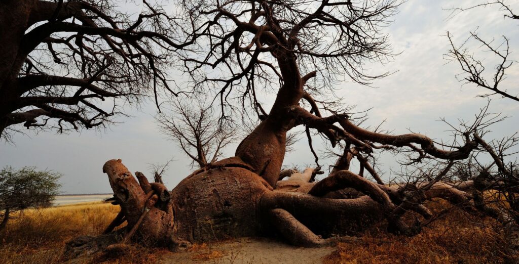 Huge baobab trees with the focus on one with a giant root in Nxai Botswana
