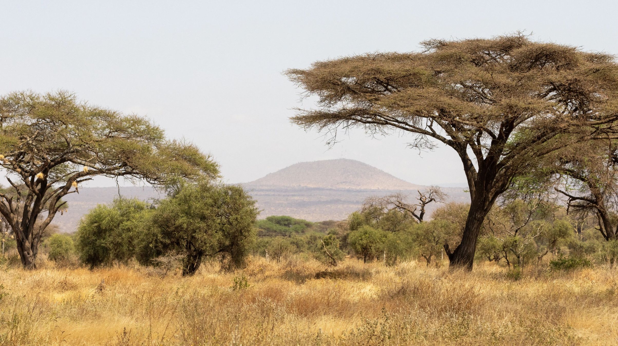 Rit van Tsavo West National Park naar Amboseli National Park