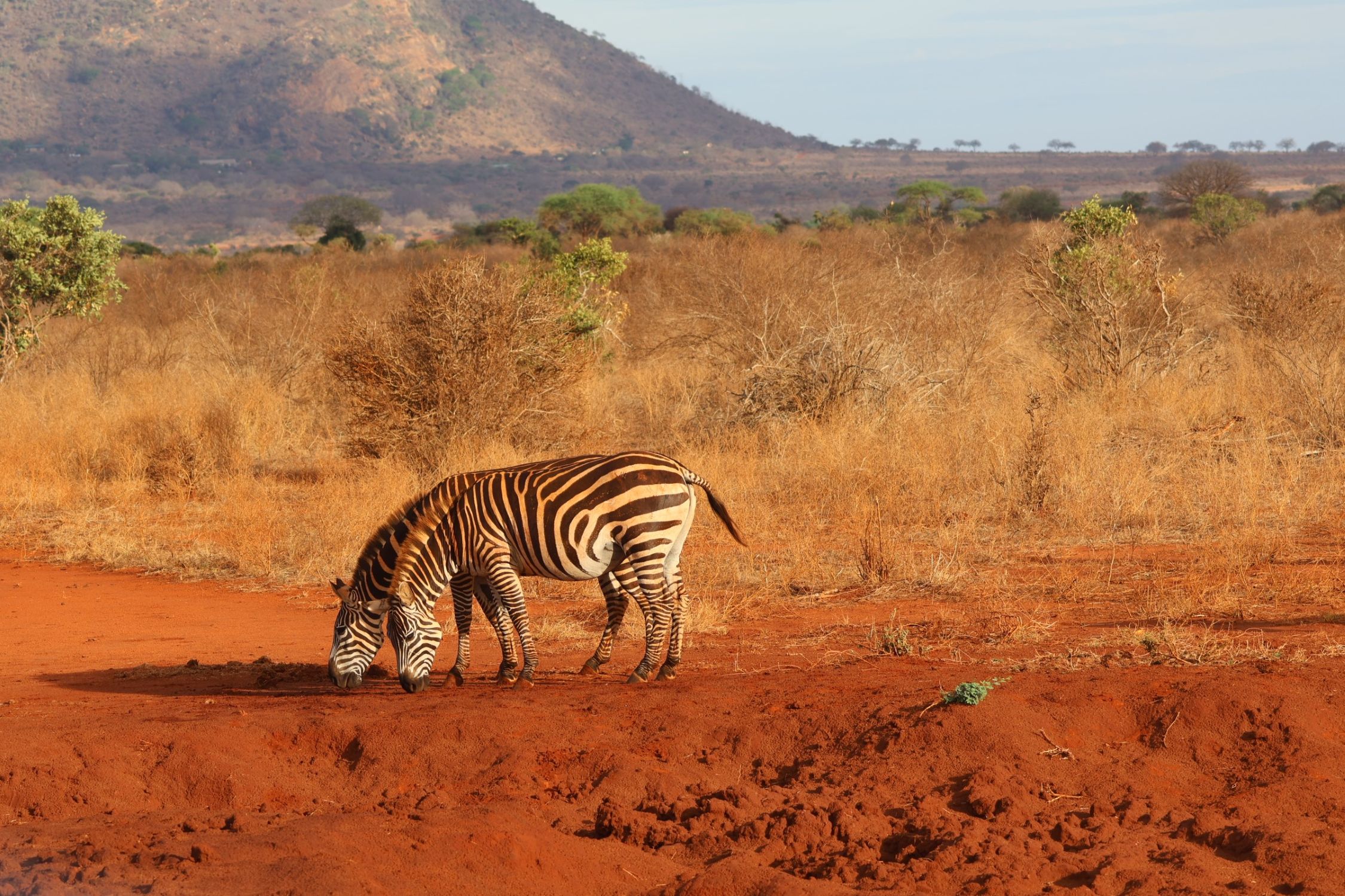 Rit van Mombasa naar Ngutuni Conservancy
