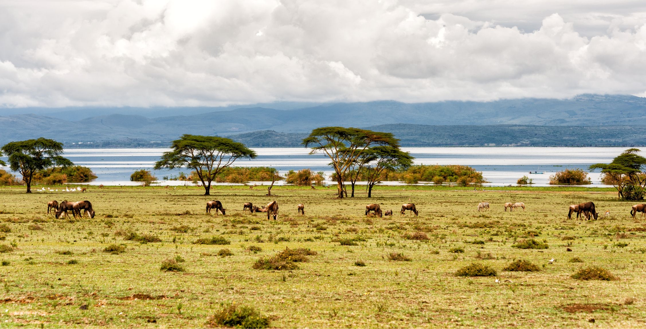 Rit van Masai Mara National Reserve naar Lake Naivasha