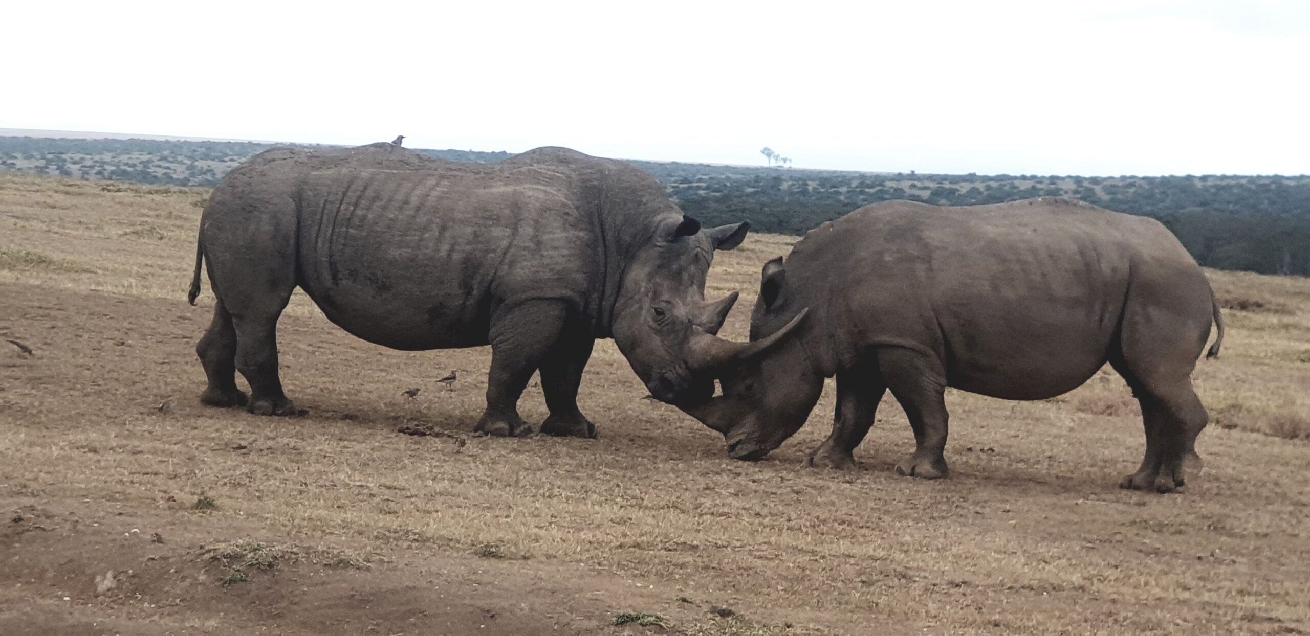 Rit van Samburu National Reserve naar Solio Ranch Conservancy