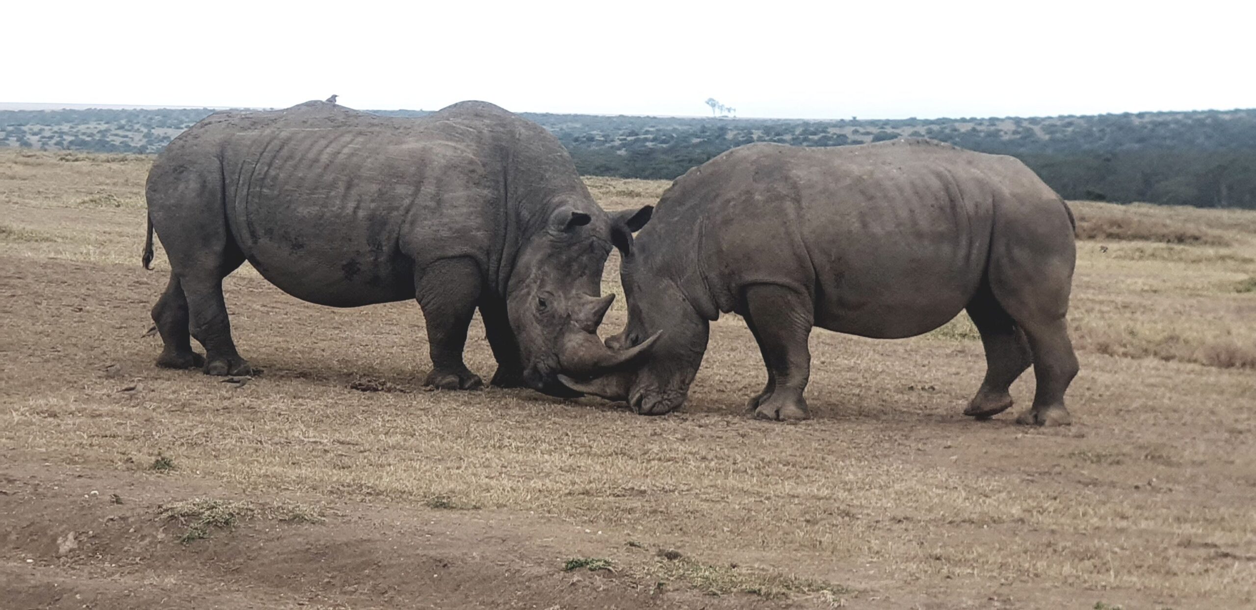 Rit van Ol Pejeta Conservancy naar Solio Conservancy