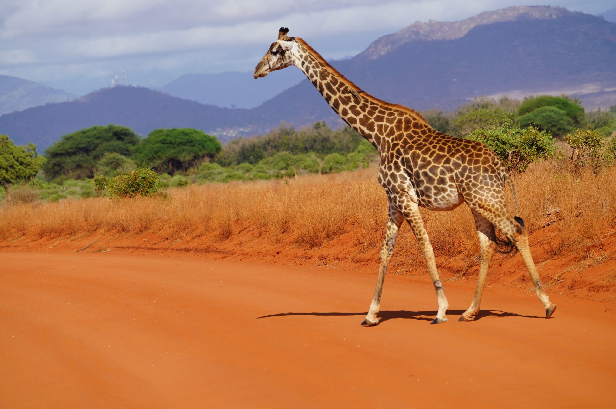 Rit van Amboseli National Park naar Tsavo East National Park