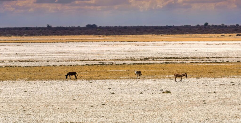 Makgadikgadi Pans - Large