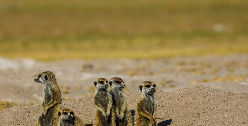 Several standing meerkats in a group in Makgadikgadi pans in Botswana