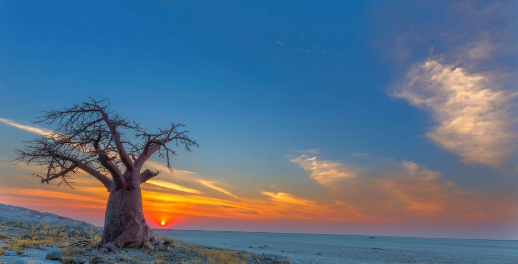 Huge baobab tree with vast landscape next to on Kubu Island, Botswana