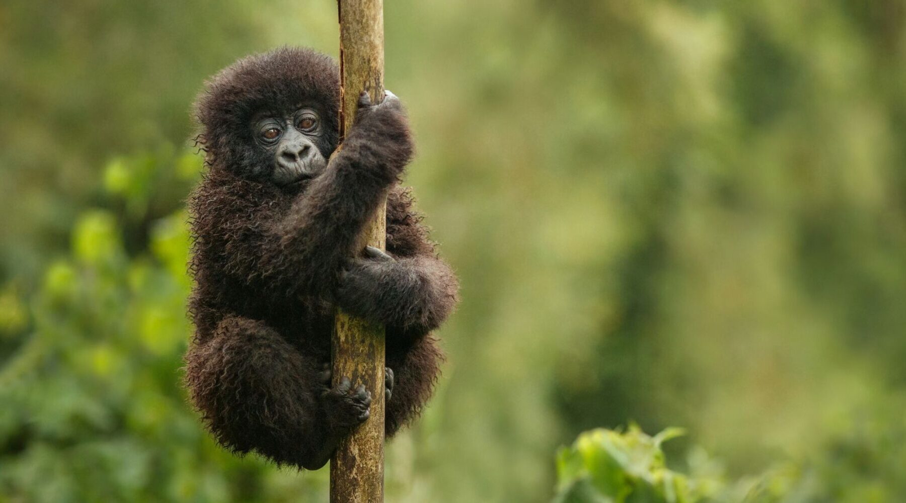 Klein chimpanseetje dat in een tak hangt voor een muur van groen