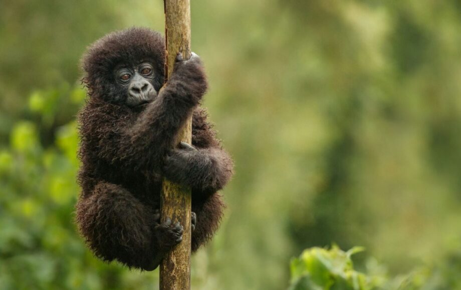 Klein chimpanseetje dat in een tak hangt voor een muur van groen
