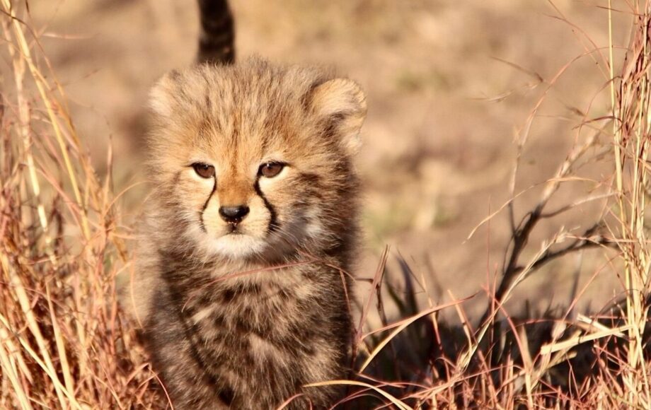 Een cheetahwelpje in het gele gras