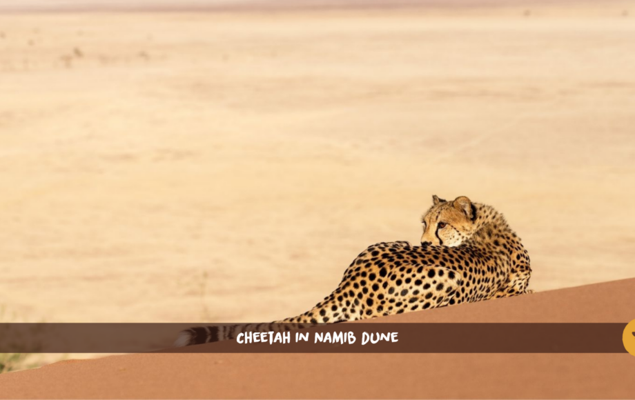 Cheetah lying on the red dune of the Namibian desert with mountains in the background