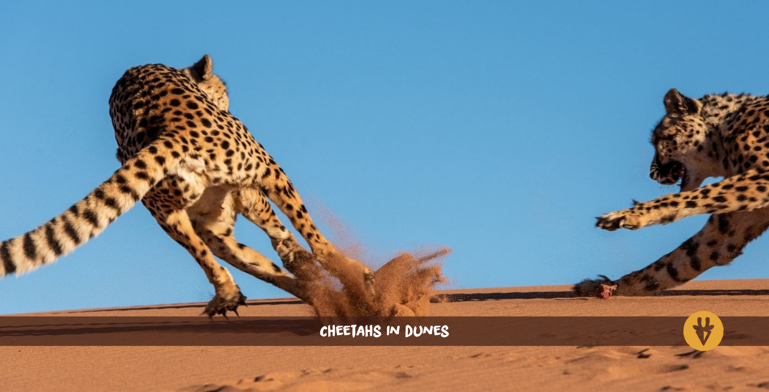 Two cheetahs chasing each other in the red dunes of Namibia