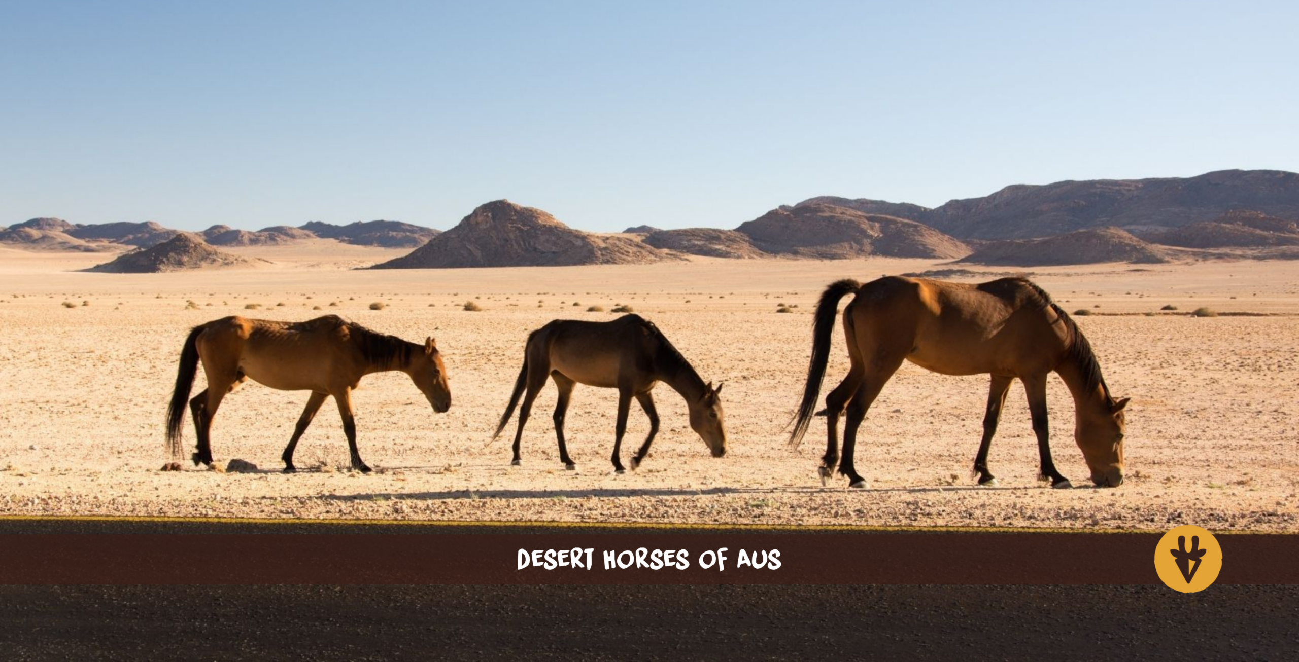 Three desert horses in Namibia walking in line with mountains in the background