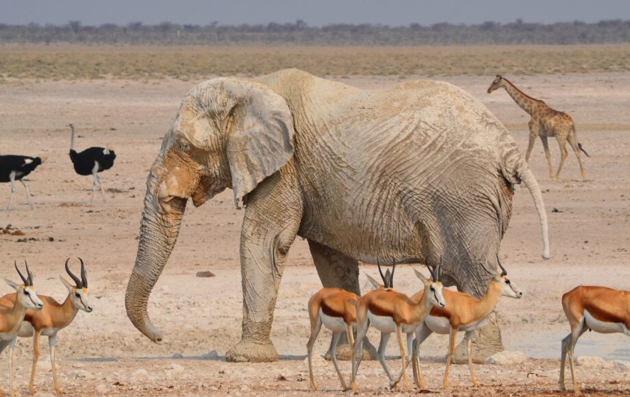 Olifant met springbokken, struisvogels en giraf in Etosha National Park in Namibië