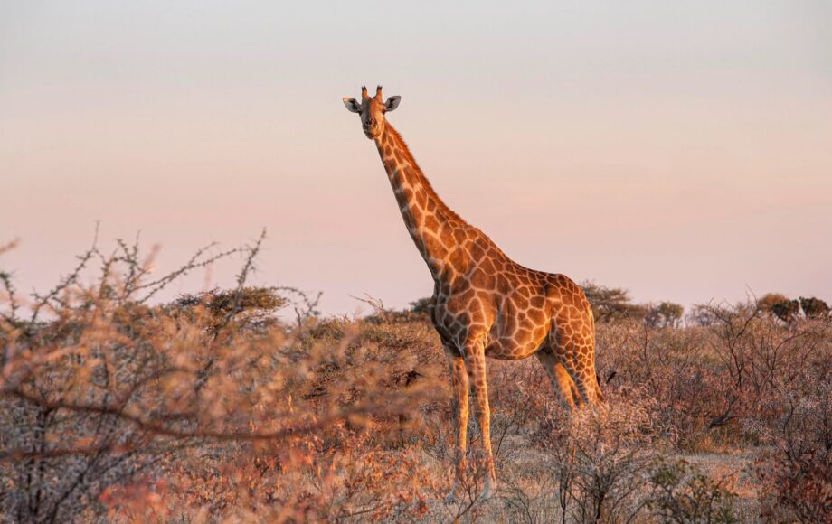 Giraffe tijdens zonsondergang in Etosha National Park in Namibië