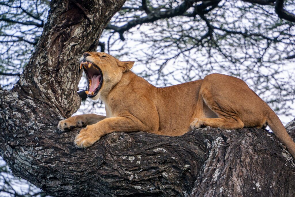 Leeuw in Serengeti National Park