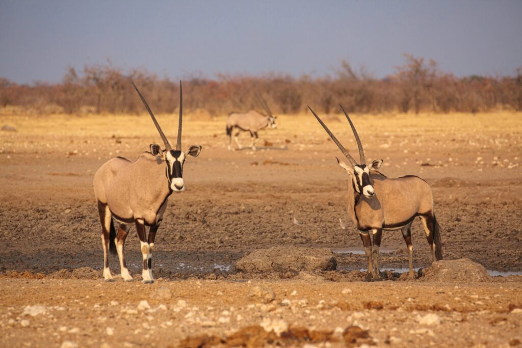 Oryx-antilopen bij een uitgedroogde waterpoel, Etosha National Park in Namibië