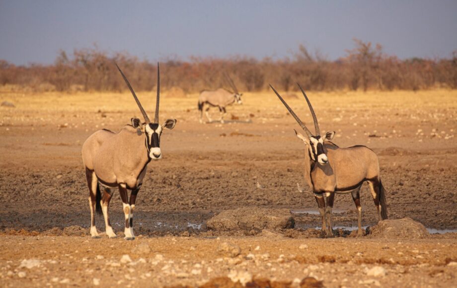 Oryx-antilopen bij een uitgedroogde waterpoel, Etosha National Park in Namibië