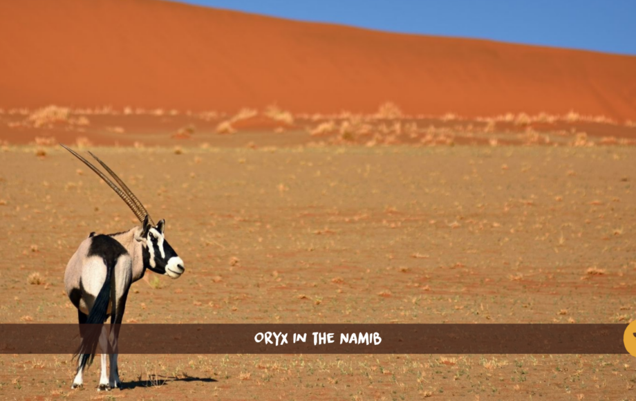 Gemsbock oryx in de Namibwoestijn
