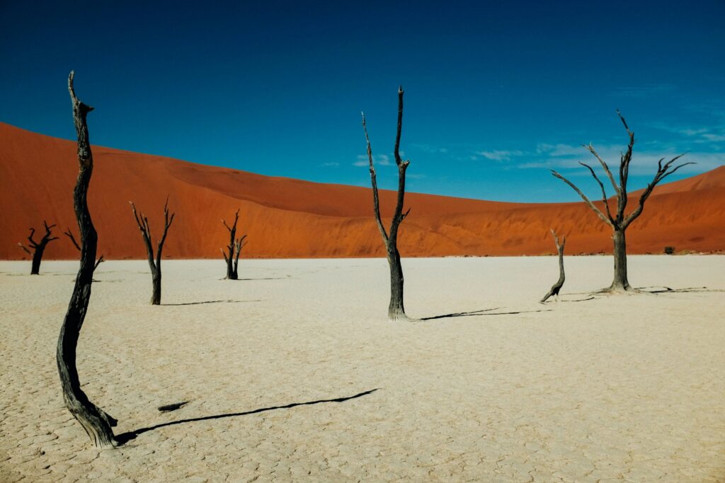 Versteende bomen van Deadvlei in het Sossusvlei nationaal park in Namibië