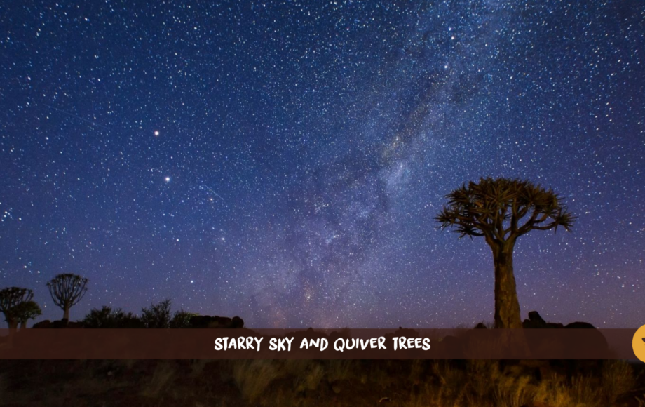 Namibian Night sky with the Milky Way with quiver trees in front