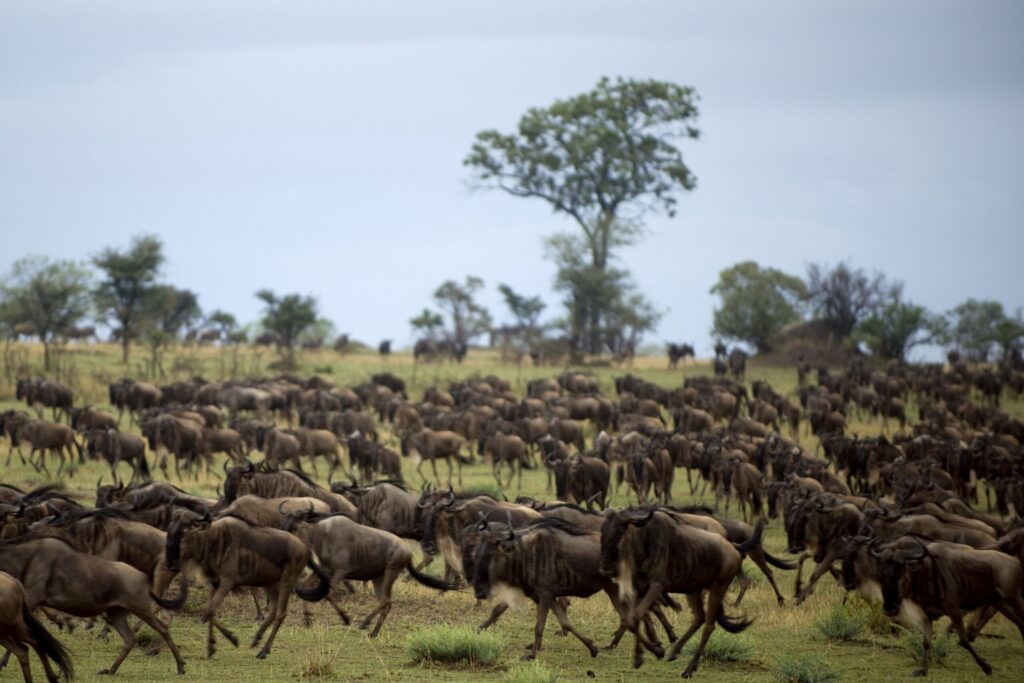 De grote trek in Tanzania