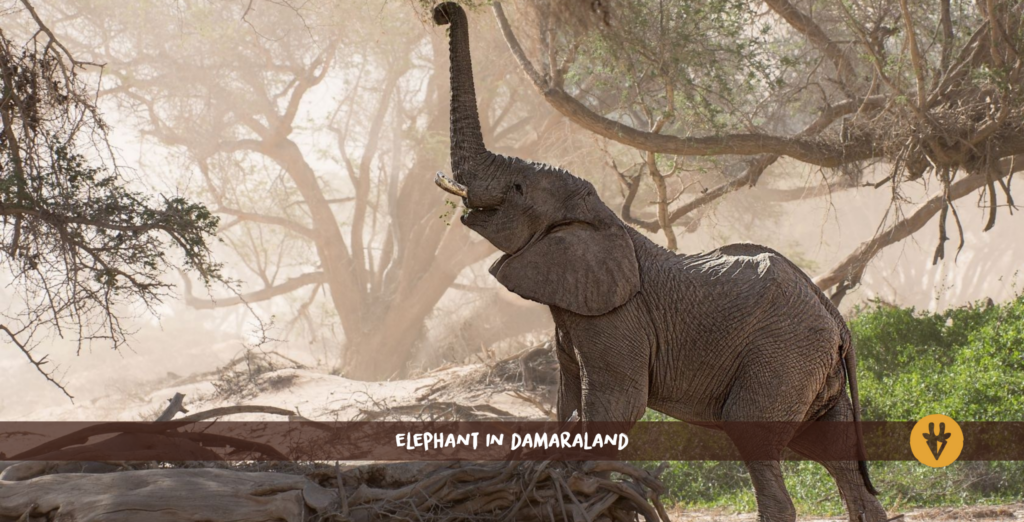 Desert elephant standing on a fallen tree reaching up to a tree with its trunk in Kunene Damaraland
